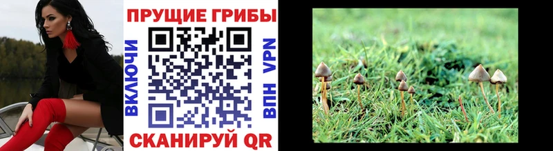 Псилоцибиновые грибы Cubensis  MEGA как зайти  Сыктывкар 